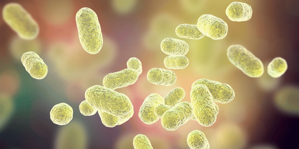 Microbiote intestinal et lien avec les pathologies